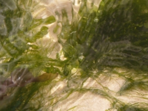 Algen produzieren molekularen Wasserstoff (Foto: pixelio.de - sarmakant)