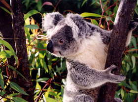 Der Koala gehört schon länger zu den bedrohten Tierarten (Foto: savethekoala.com)
