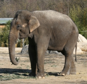 Asiatische Elefanten teilen sich in zwei genetisch verschiedene Arten(Foto: pixelio.de - Kurt Bouda)
