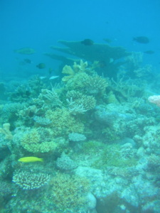 Das Leben ist ins Bikini-Atoll zurückgekehrt (Foto: James Cook University)