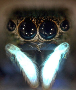 Die Spinnenart phintella vitatta kann UV-B-Licht sehen (Foto: National University of Singapore)