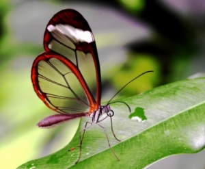 Tropische Insekten sind besonders vom Klimawandel gefährdet (Foto: pixelio.de/peashooter)