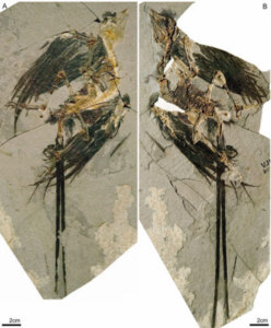 Eine weitere Vorläuferart der modernen Vögel wurde in China entdeckt (Foto: Zhou Zhonghe)