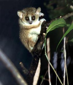 Mausmakis sind in den tropischen Wäldern Madagaskars beheimatet (Foto: tiho-hannover.de)