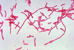 Über 1.000 Bakterienarten nisten im menschlichen Körper (Foto: Harvard Medical School)