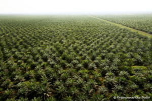 Palmöl-Monokultur sind kein Hort der Artenvielfalt (Foto: Greenpeace/Budhir)