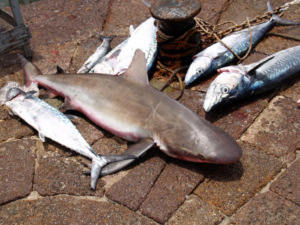 Die Meere sind vielfach leergefischt (Foto: Wolfgang Weitlaner)