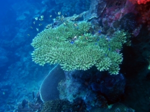 Durch die Versäuerung fehlen den Korallen Minerale zum Skelettaufbau (Foto: pixelio.de, knaddldaddl)