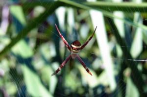 Die australische St. Andrews Cross Spider gehört zu den Radnetzspinnen (Foto: University of Sydney)