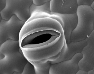 Die Atemöffnungen in der Blattoberfläche ermöglichen Pflanzen den Gasaustausch (Foto: Uni Basel)