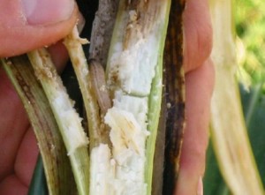 Maiszünslerlarven fressen sich durch das Stängelmark der Pflanzen (Foto: G. Spelsberg)