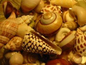 Der Import von Schnecken und Muscheln kann verboten sein (Foto: ruthchristine/pixelio)