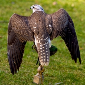 Genstudie: Falken sind näher mit Singvögeln verwandt als mit Adlern (Foto:pixelio.de/templermeister)