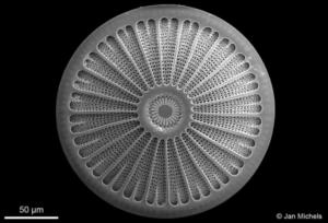 Eine Kieselalge mit ihrer geometrischen Porenstruktur (Foto: AWI/Michels)
