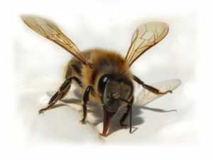 Bienen kommt wesentliche Bedeutung bei der Pflanzenzucht zu (Foto: J. Rotter/pixelio)