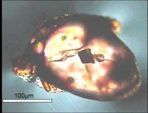 Diamanteinschluss in einem Zirkon  (Foto: M. Menneken)