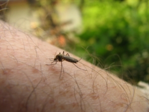 Kampf gegen gefährlichste Stechmücken-Erkrankung (Foto: Lutz Haberecht/pixelio)