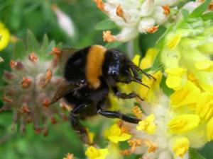 Hummel auf der Suche nach Blütennektar (Foto: Stephan Wolf, MLU)
