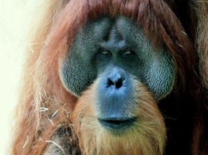 Orang Utans machen lindernde Tinktur aus Pflanzen (Foto: W. Kamm/pixelio)