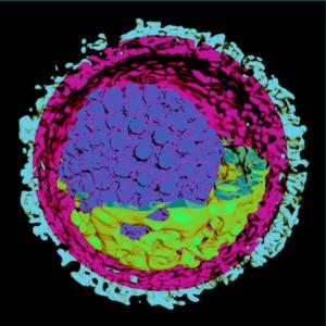 3D-Struktur eines Herpes-Virus (Foto: K. Grünewald/biochem-mpg.de)