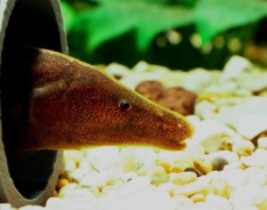 Forschungsergebnisse beim Fisch lassen Krebsforscher hoffen (Foto: Günther Zupanc)