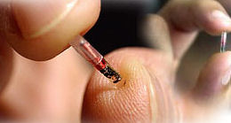Der Mikrochip wird mit einer speziellen Nadel unter die Haut implantiert (Foto: Xega)