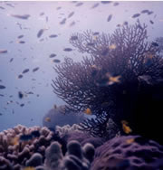 Korallenriffe gehören zu den artenreichsten Zonen der Welt (Bild: Archiv)