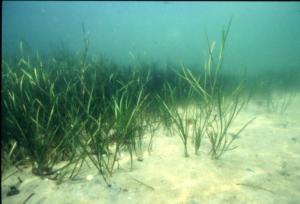 Seegraswiesen sind ökologisch von großer Bedeutung (Foto: Thorsten Reusch)