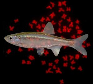 Der Fisch Squalius und seine rot eingefärbten Chromosomen (Foto: M. Schartl)