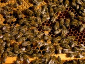 Bienen nutzen das Erdmagnetfeld zur Orientierung (Foto: pixelio.de, Manfredo)