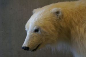 Den Eisbären geht es an den Kragen (Foto: S.Hofschläger/pixelio)