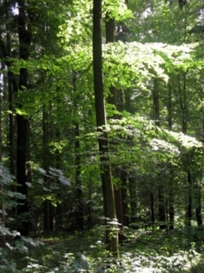 Primärwälder sind wertvolles Land (Foto: Joujou/pixelio)
