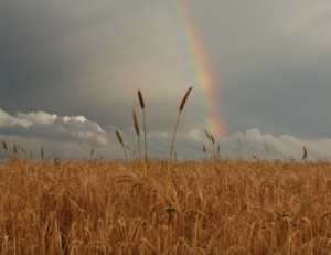 Getreidepreise steigen unaufhaltsam (Foto: Hermann/pixelio)
