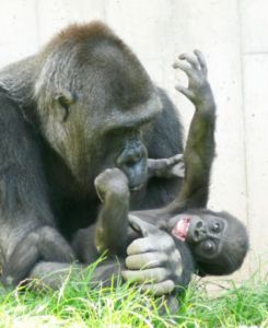 Komplexe Verständigung beim Gorilla: Mimik, Drücken, Kraulen (Foto: pixelio.de/Baumgärtner)