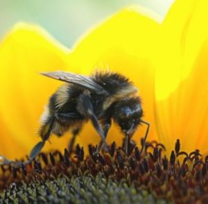 Durch das Bienensterben drohen in Zukunft Ernteeinbrüche (Foto: pixelio.de/Frühling)