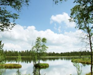 Moore sind wichtige Ausgleichsflächen der Natur (Foto: pixelio.de/Sturm)