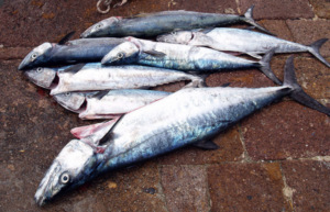 Erwachsene weibliche Fische sollten nicht gefischt werden (Foto: Wolfgang Weitlaner)