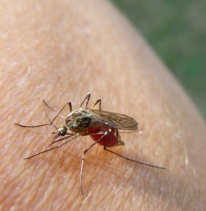Bei Schwächung der Abwehr erkrankt die Mücke am Virus, das sie überträgt (Foto: pixelio.de/Kerstin)