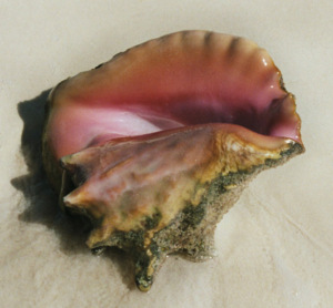 Ein lebendes Exemplar einer Fechterschnecke (Foto: Wolfgang Weitlaner)
