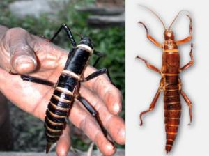 Baumhummer von Neuguinea (links) und Lord Howe Insel (rechts) Foto: M. Whiting/T. Reischig)