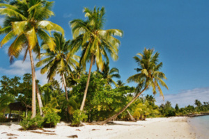 Kokospalmen am Südseestrand (hier Samoa) Foto: Wolfgang Weitlaner