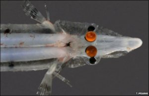 Gespensterfisch mit zwei Sehapparaten (Foto: T. Frank/Current Biology)