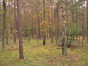 Der Waldboden speichert Quecksilber über längere Zeit (Foto: pixelio.de/Liebisch)