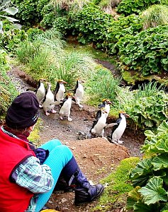 Macquarie 2001: Wo früher noch Pflanzen wucherten, haben Hasen heute alles leergefressen (Foto: AAD)