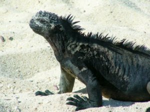 Galapagos: Darwins Insel ist in Gefahr (pixelio.de/Katy)