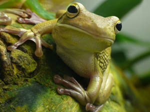 Weißlippenfrosch (Foto: pixelio.de, Günther Dotzler)