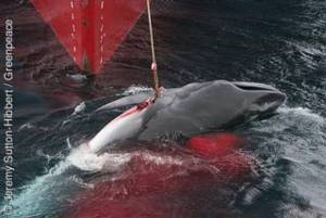 Immer noch kein Ende des kommerziellen Walfangs (Foto: Hibbert/Greenpeace)