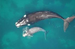 Einen Monat lang begleitet die Wal-Mutter ihr Baby (Foto: John Atkinson, Ocean Alliance)