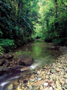 Der Regenwald ist der größte Kohlenstoff-Speicher der Welt (Bild: WWF)