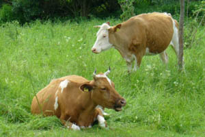 Kühe setzen bei der Verdauung Methan frei (Foto: pixelio, Sabine Geißler)